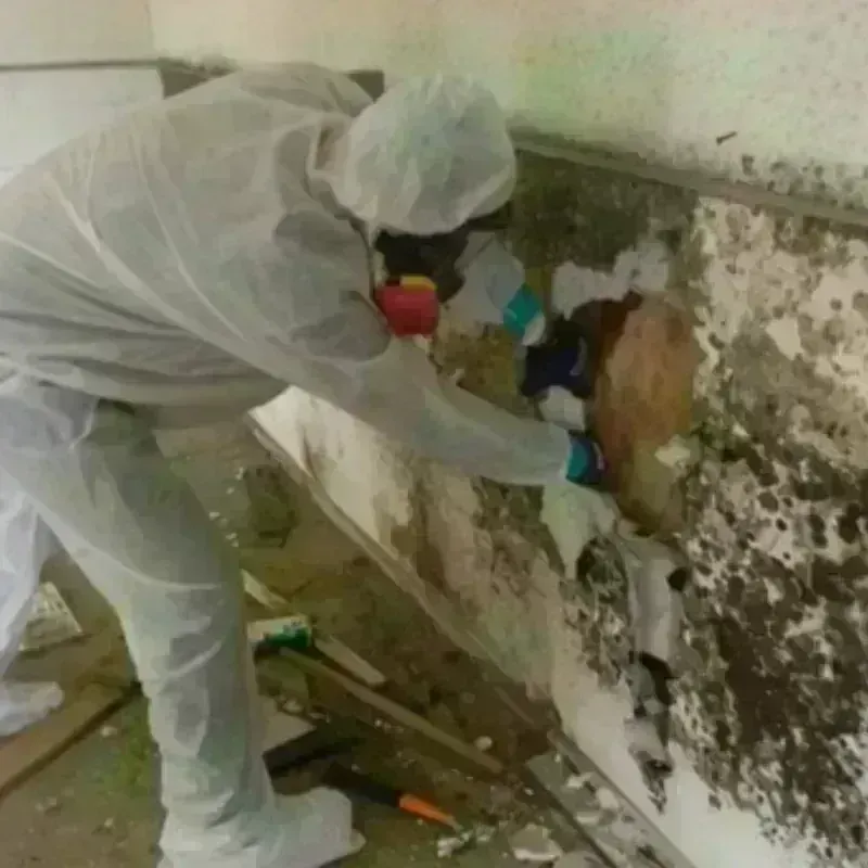 Mold Remediation and Removal in Walden, NY